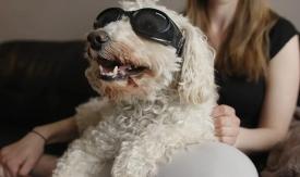Scene from the film In Dog Years